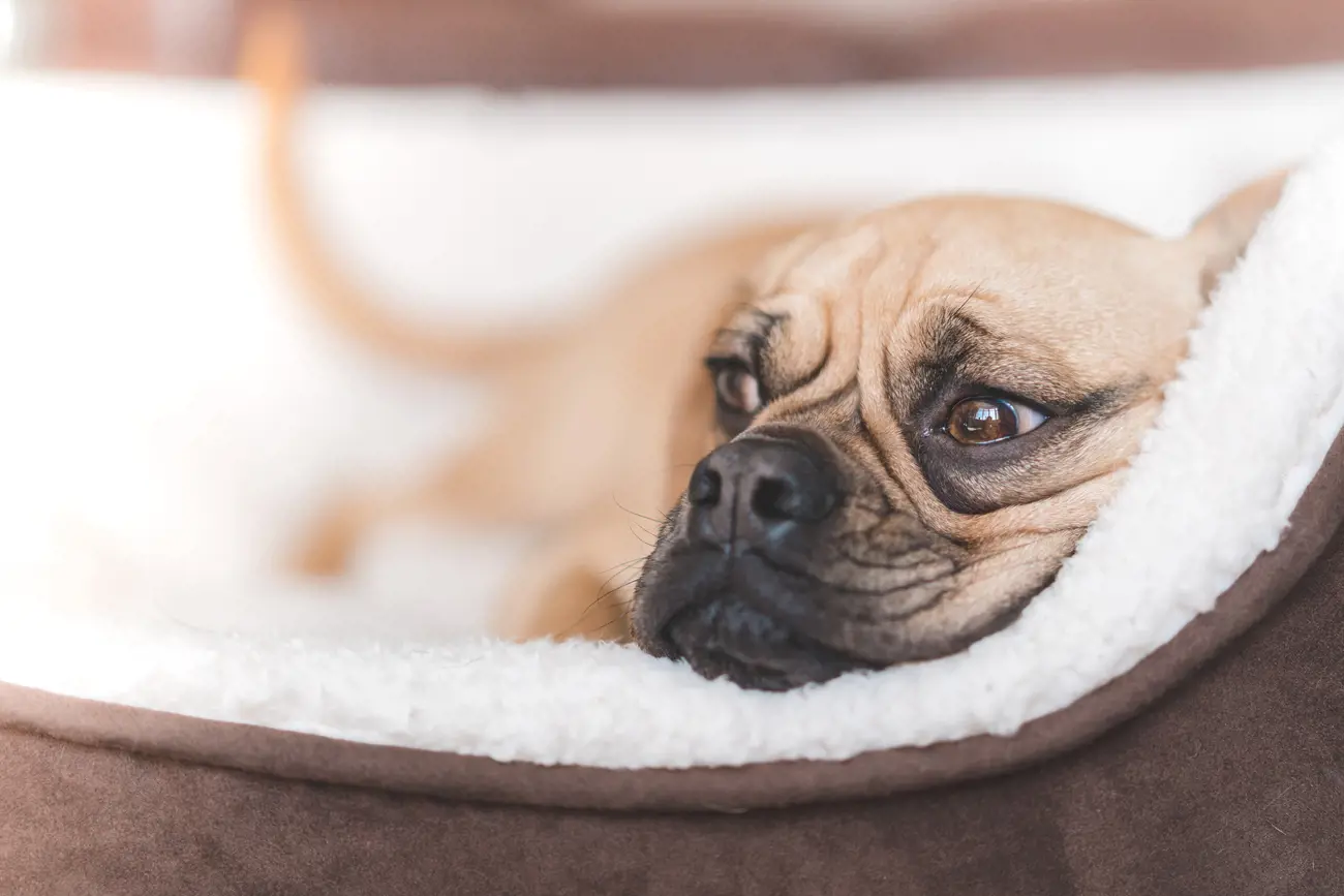 An anxious looking dog laying in its bed