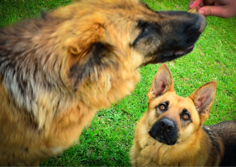 dog jealous of a different dog