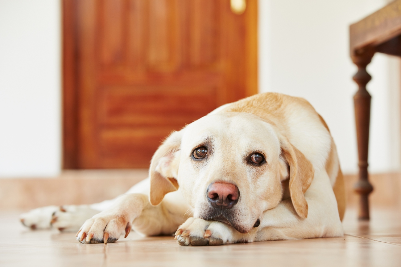 dog laying down on the floor