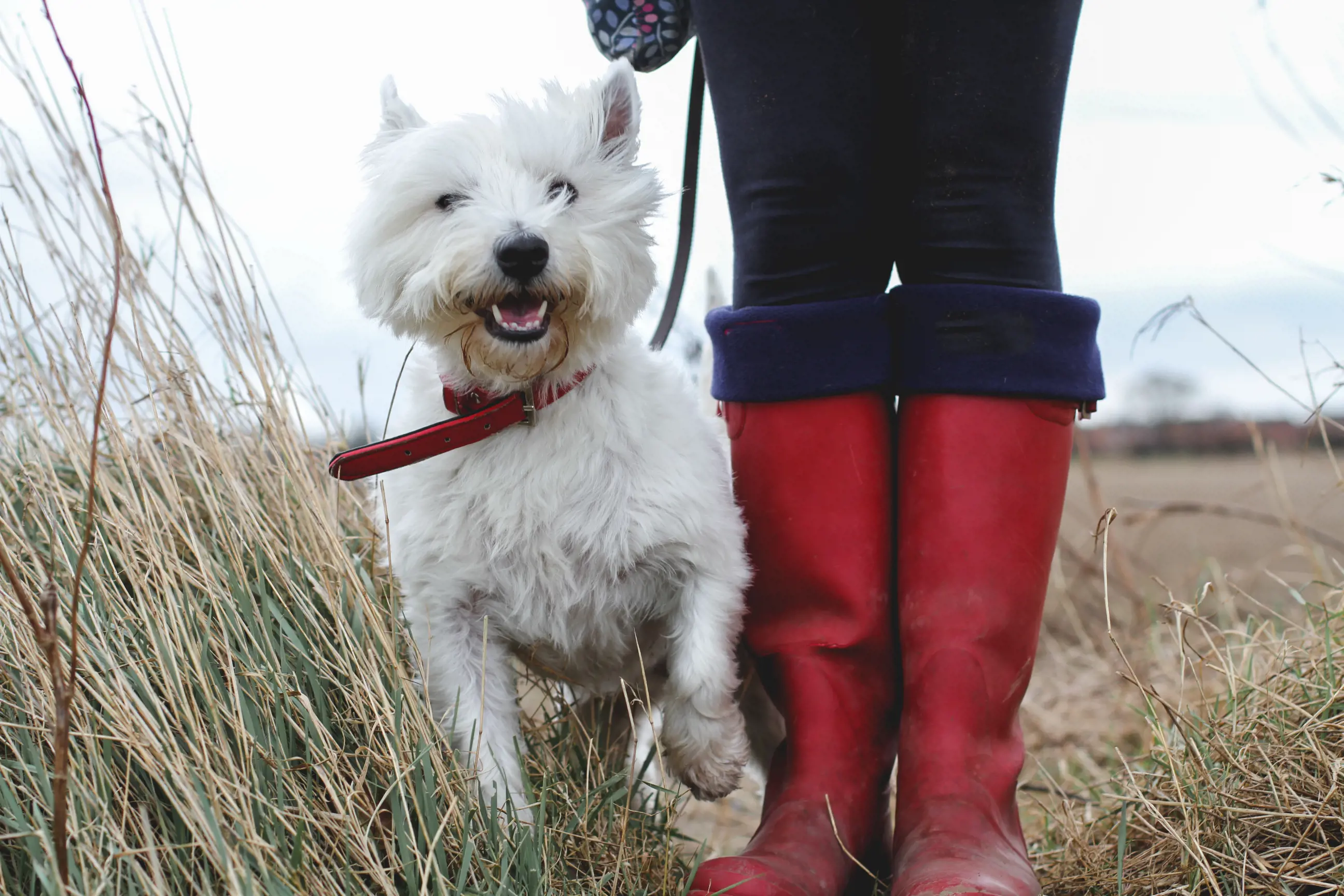 Start the New Year with a good walk!