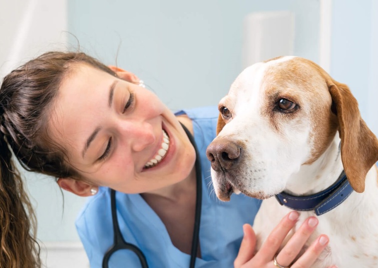 Vet staff caring for dog