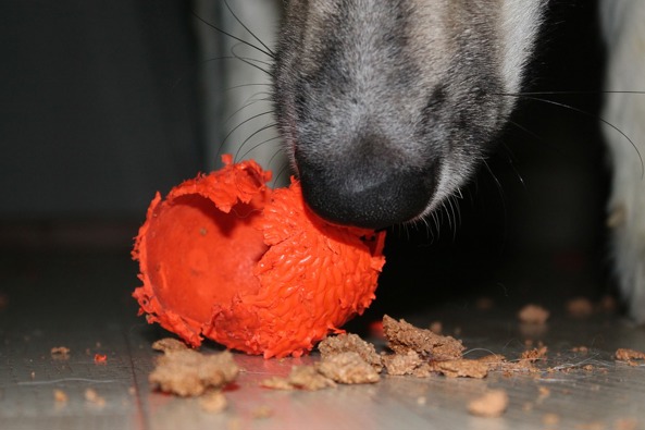 A dog smelling a chewed up dog toy