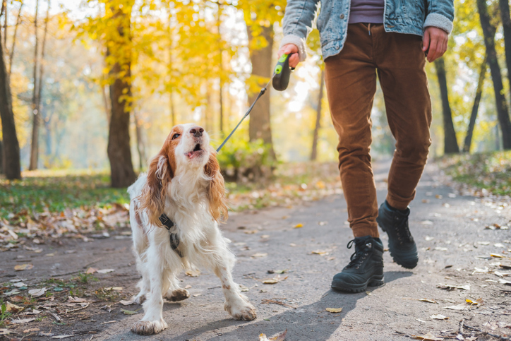 A man walking a dog that is pulling on its lead