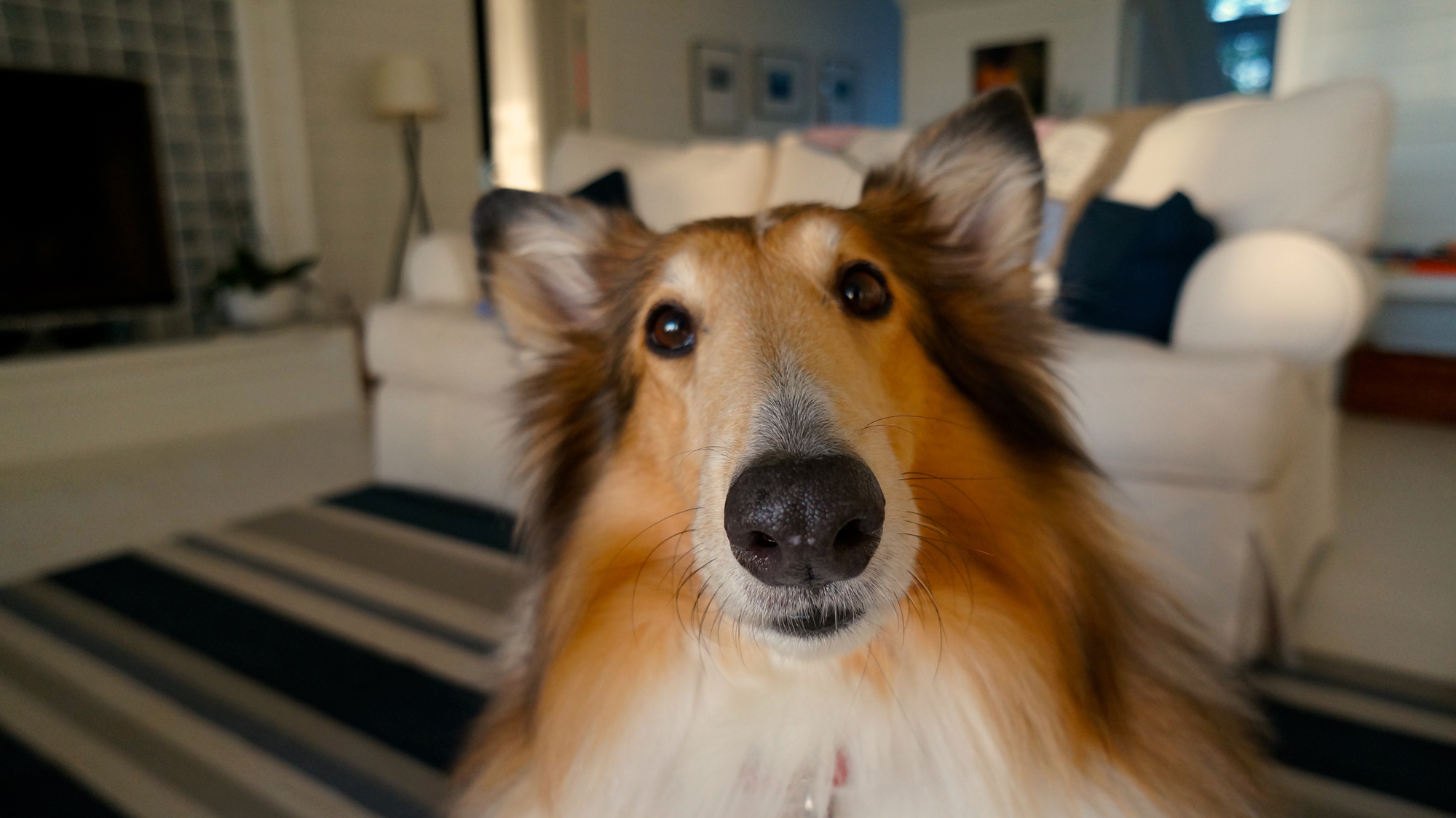 A confused dog sitting in a living room