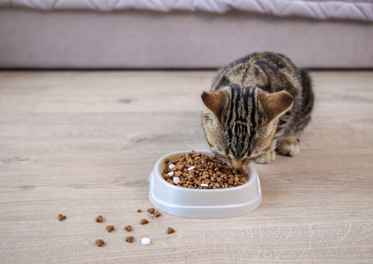 cat eating biscuits with tablets mixed in