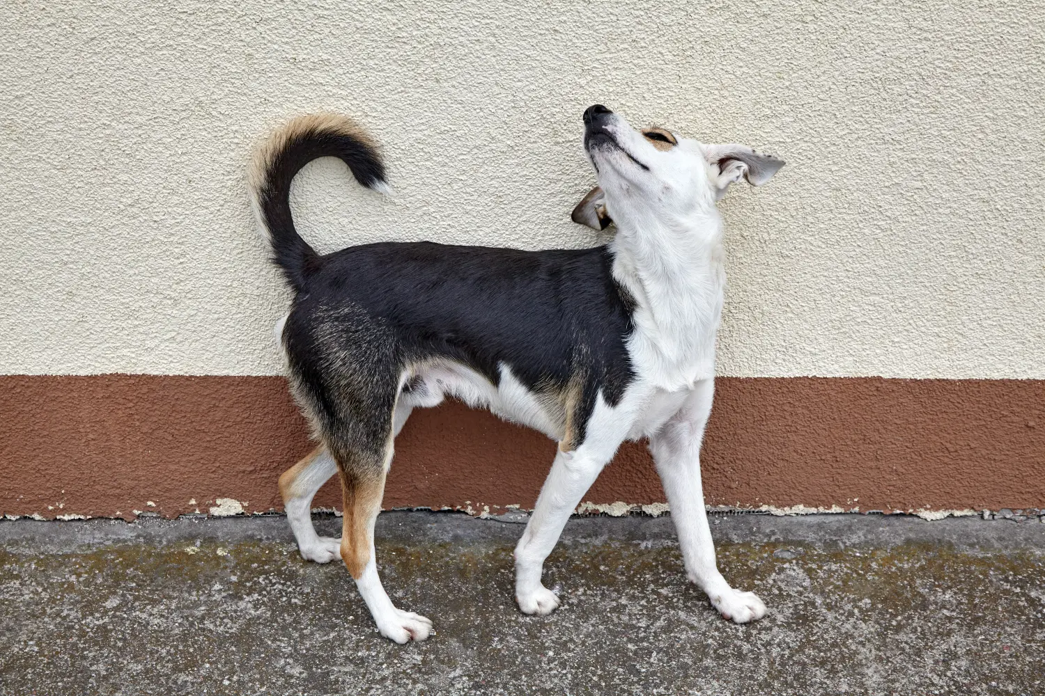 Why is my dog staring at the wall?