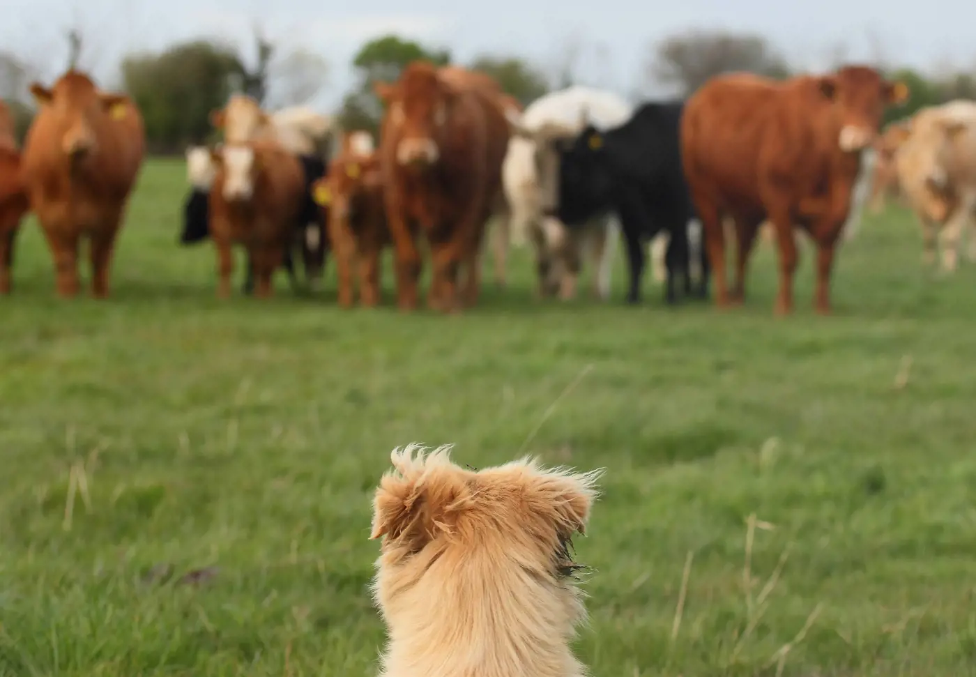 A dog sitting in a field looking at a group of cows