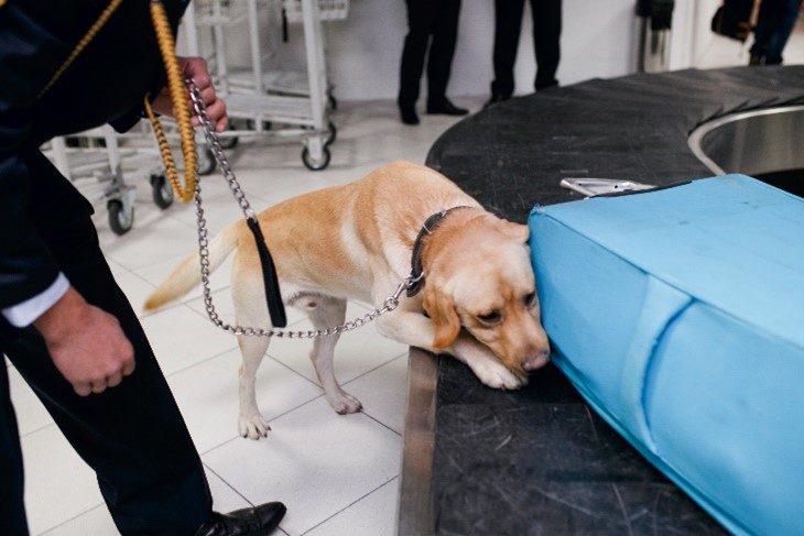 dog detecting drugs