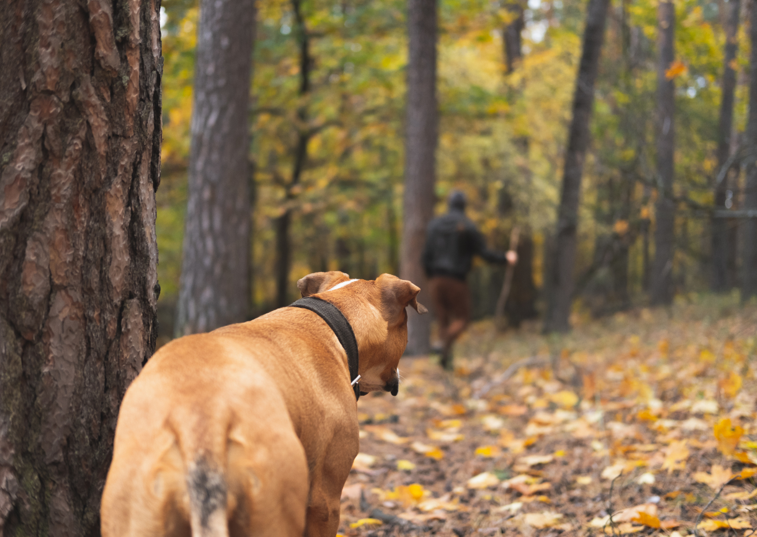 dog staring at man