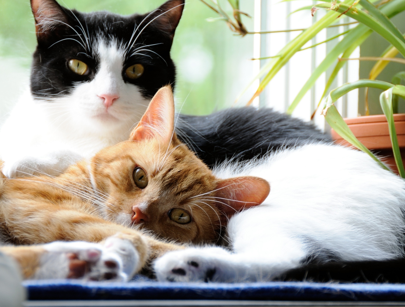 2 cats snuggling together