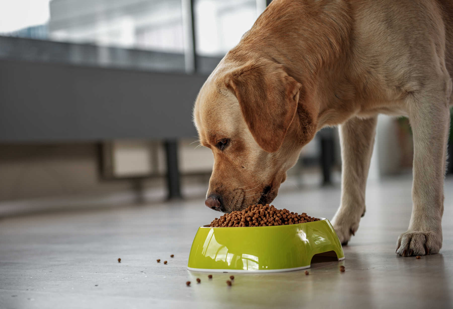 A dog eating dog biscuits from a green bowl