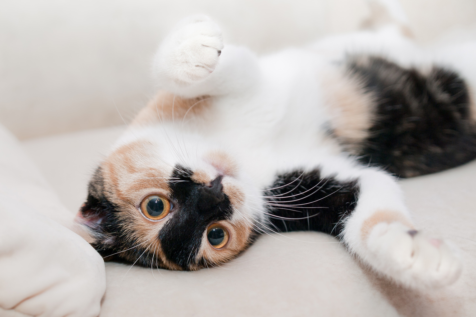 A cat laying on its back on a sofa