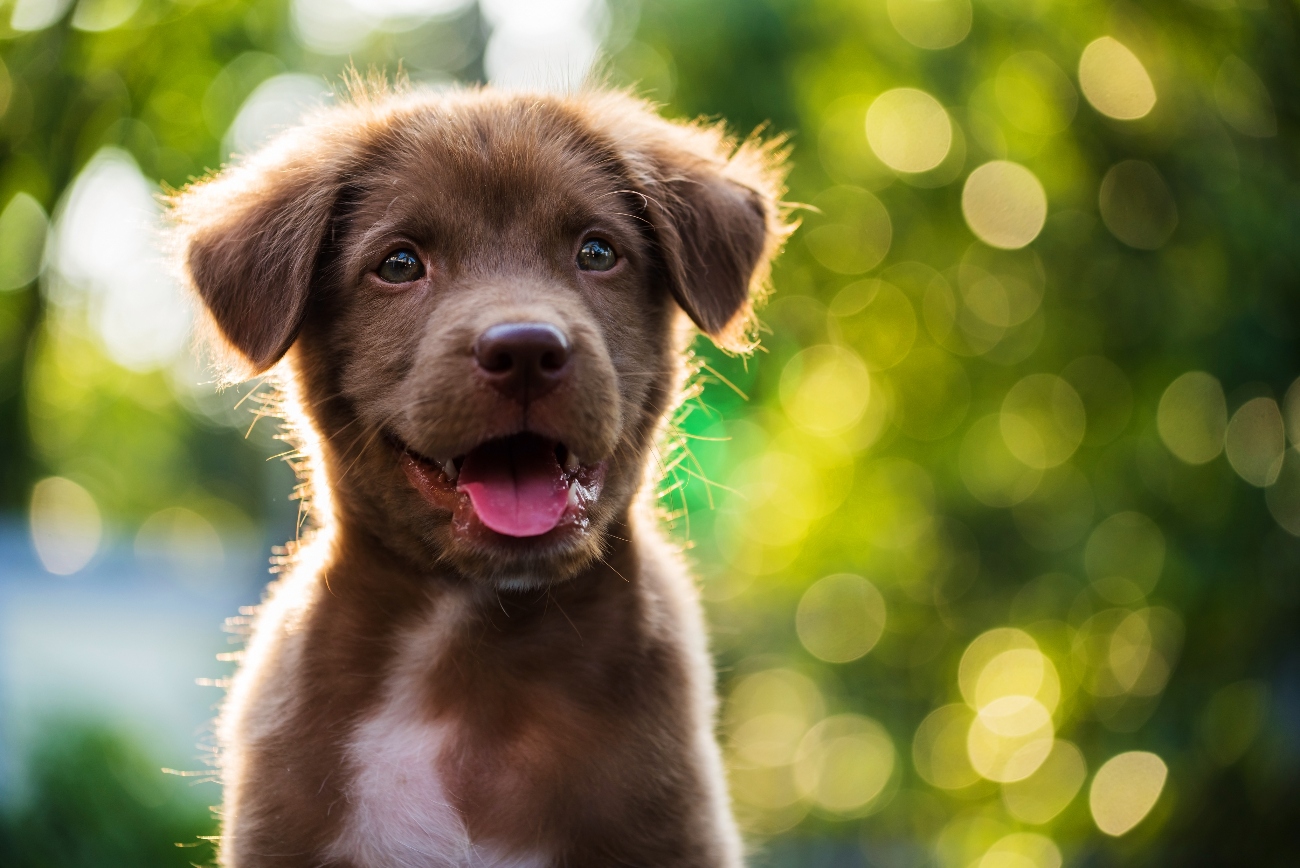 Laughing, smiling, happy puppy