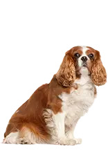 Cocker Spaniel