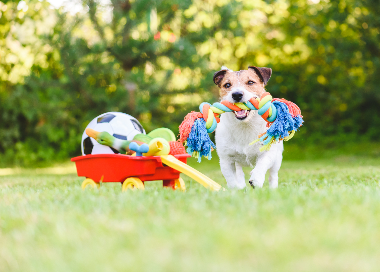 dog running with chew toys