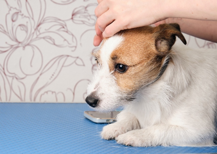 person rubbing dog's head