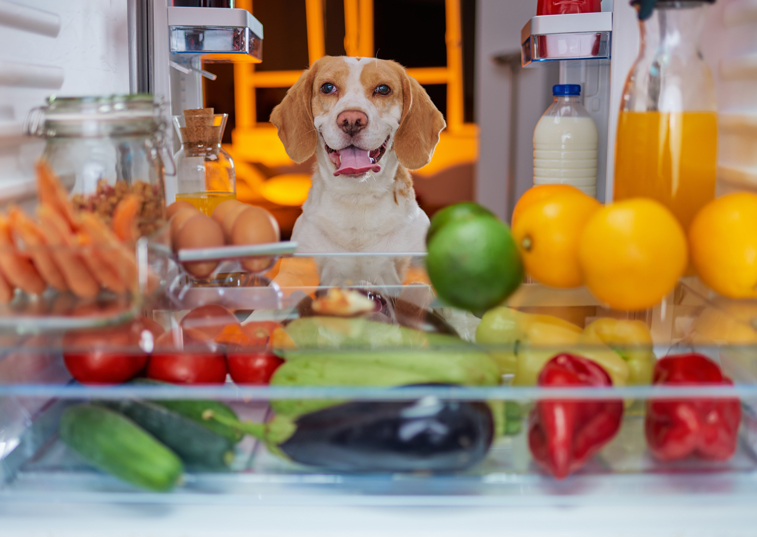 Would you feed your dog plant-based meals?