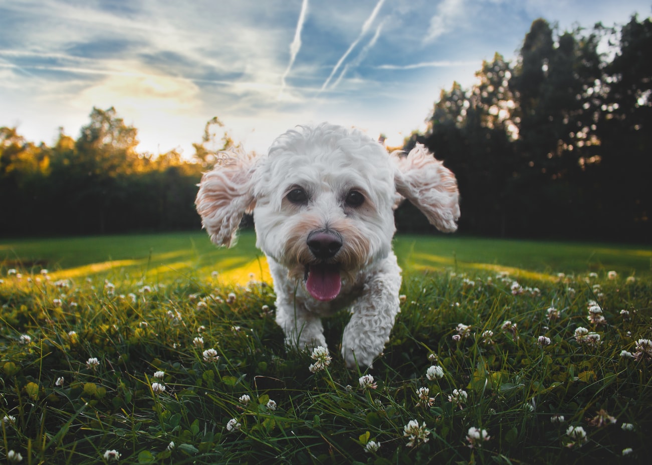 A small white dog running through a green field littered with flowers at sunset