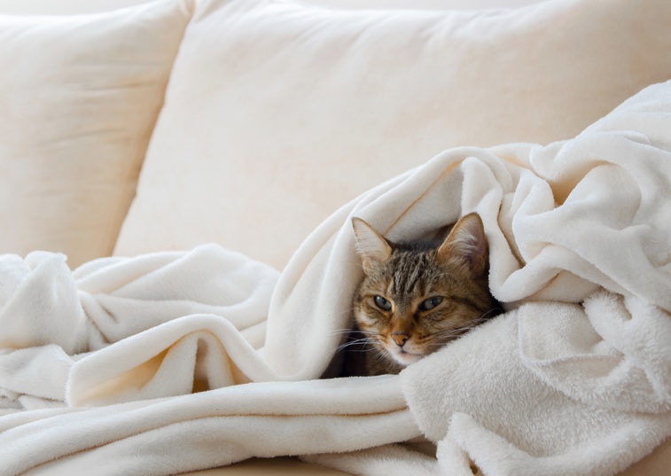 Do our furry friends feel the cold?