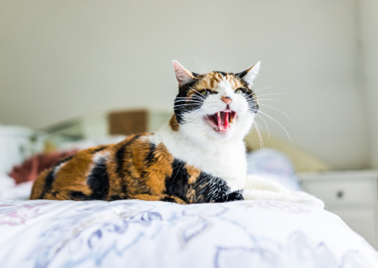 black and ginger cat hissing