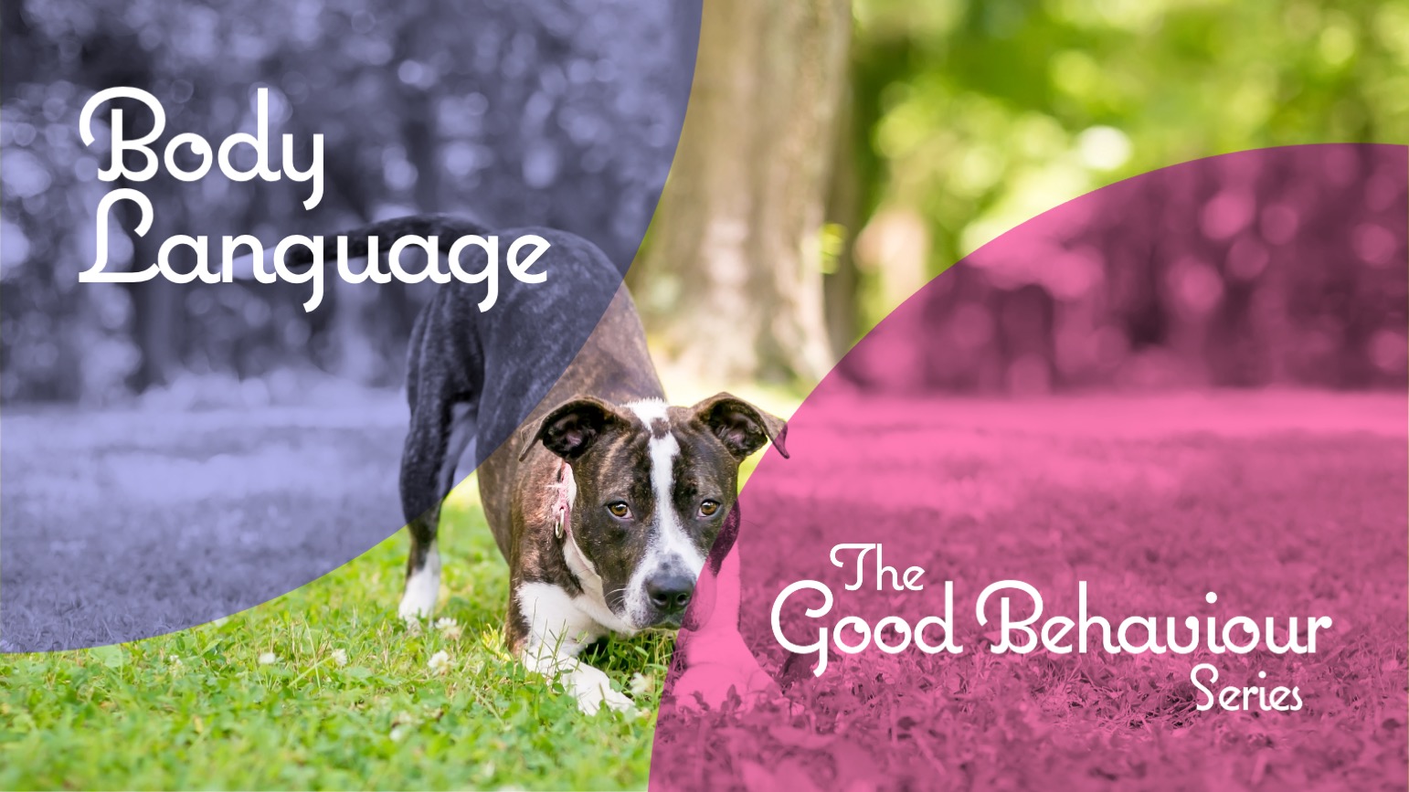 Dog body language training video thumbnail