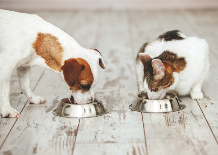 cat and dog eating out of a bowl