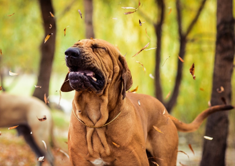 dog sneezing surrounded by leaves