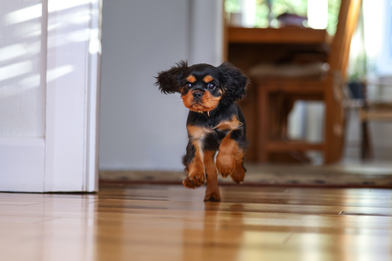 a puppy running across the floor