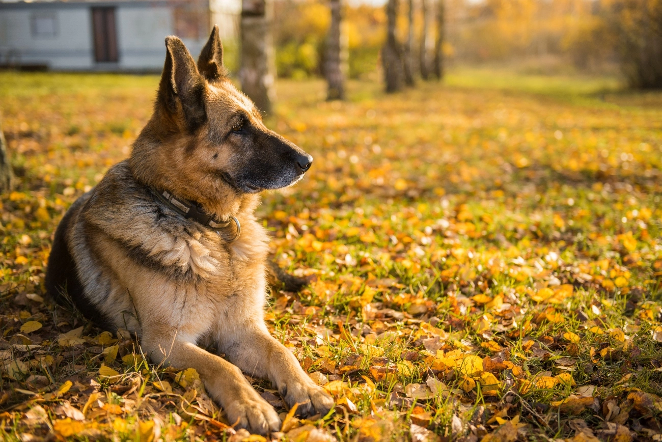 German Shepherd laying in autumn leaves