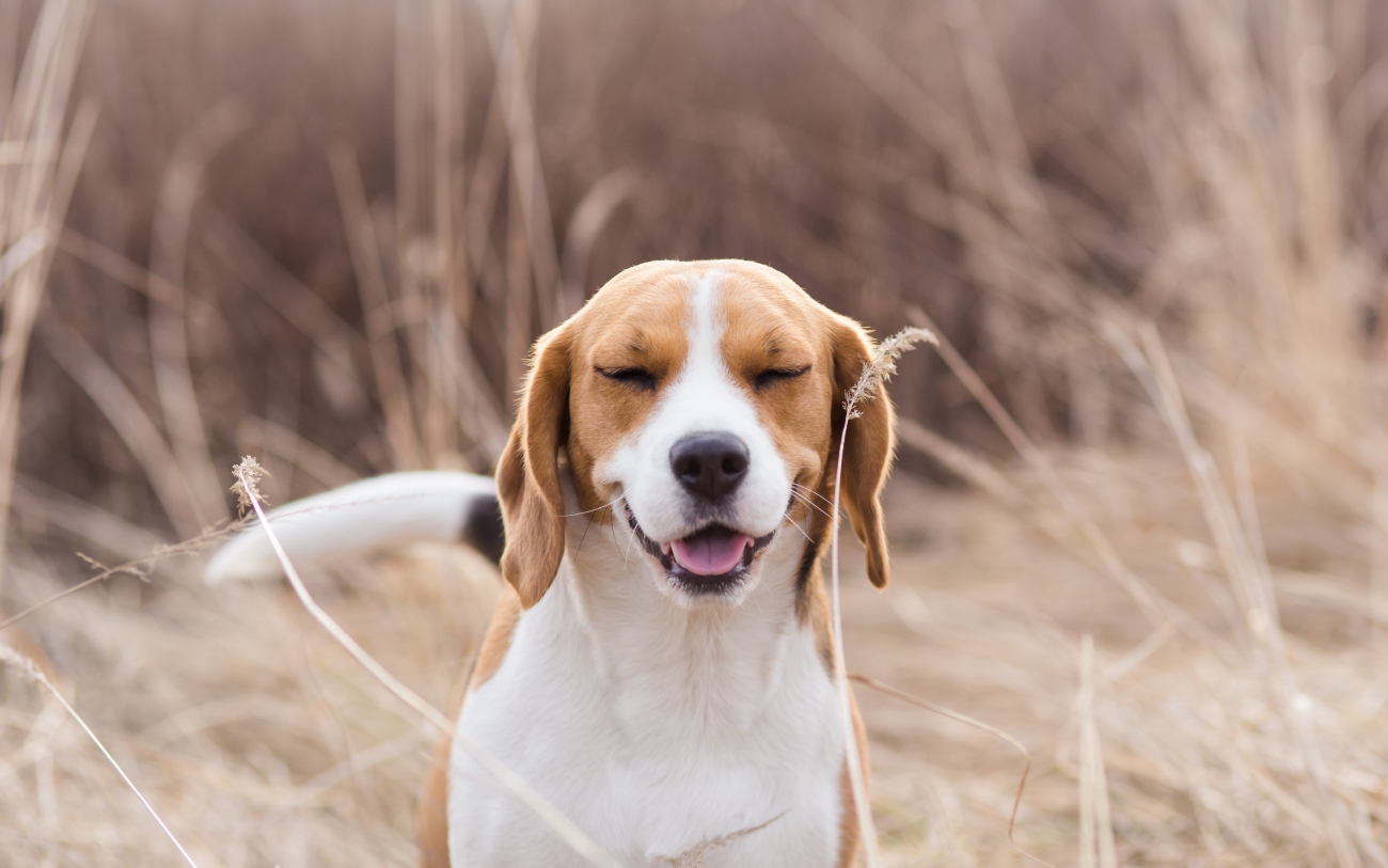 dog sneezing