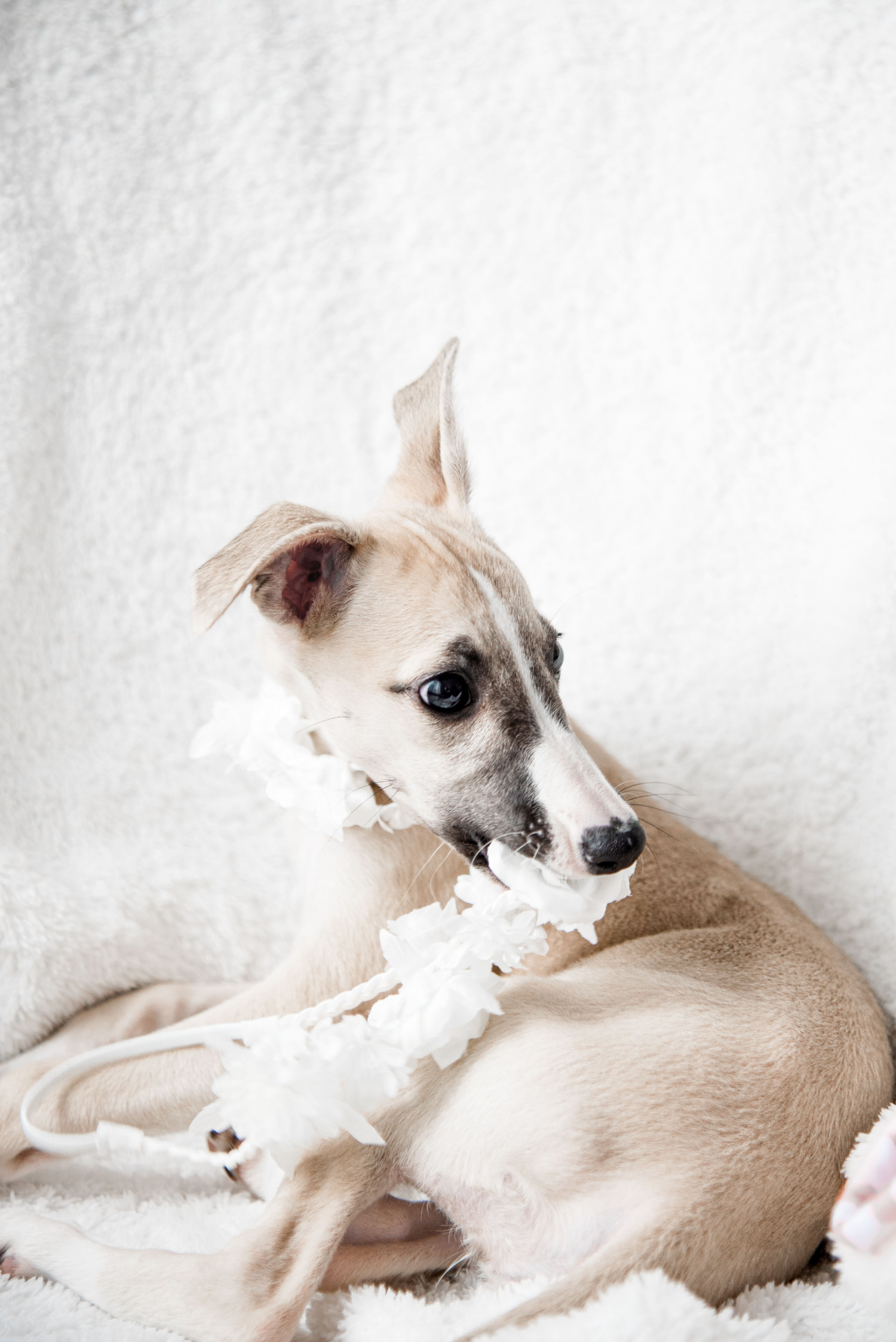 whippet sat on chair with flower in their mouth