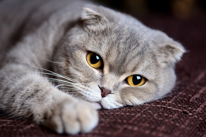 A sad looking cat laying on a sofa