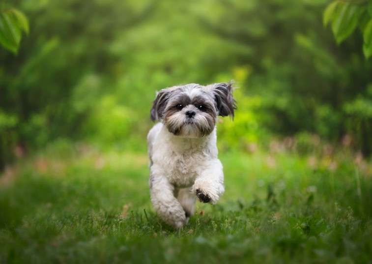 A fluffy dog running towards the camera