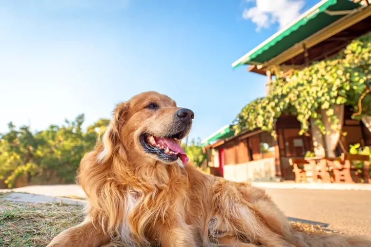 Dog in the heat