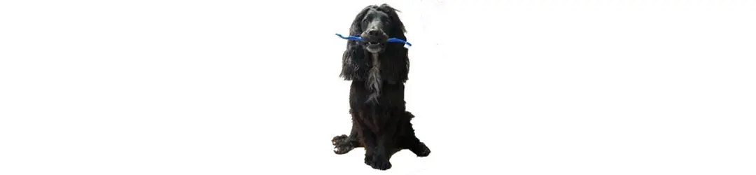 Dog with Toothbrush