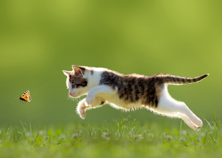 A kitten chasing a butterfly in a green garden on a sunny day