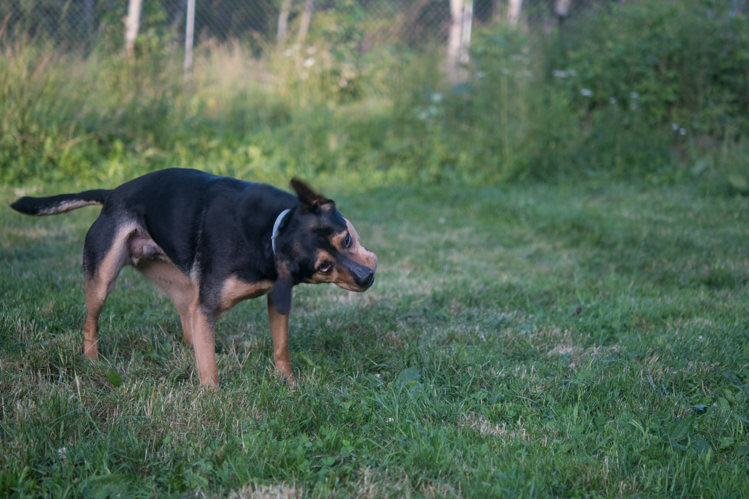 dog shaking his ear