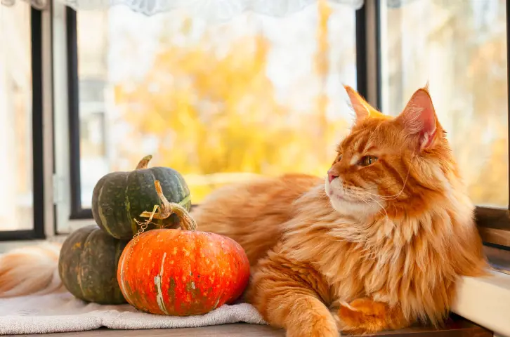 ginger cat laying next to a pile of pumpkins