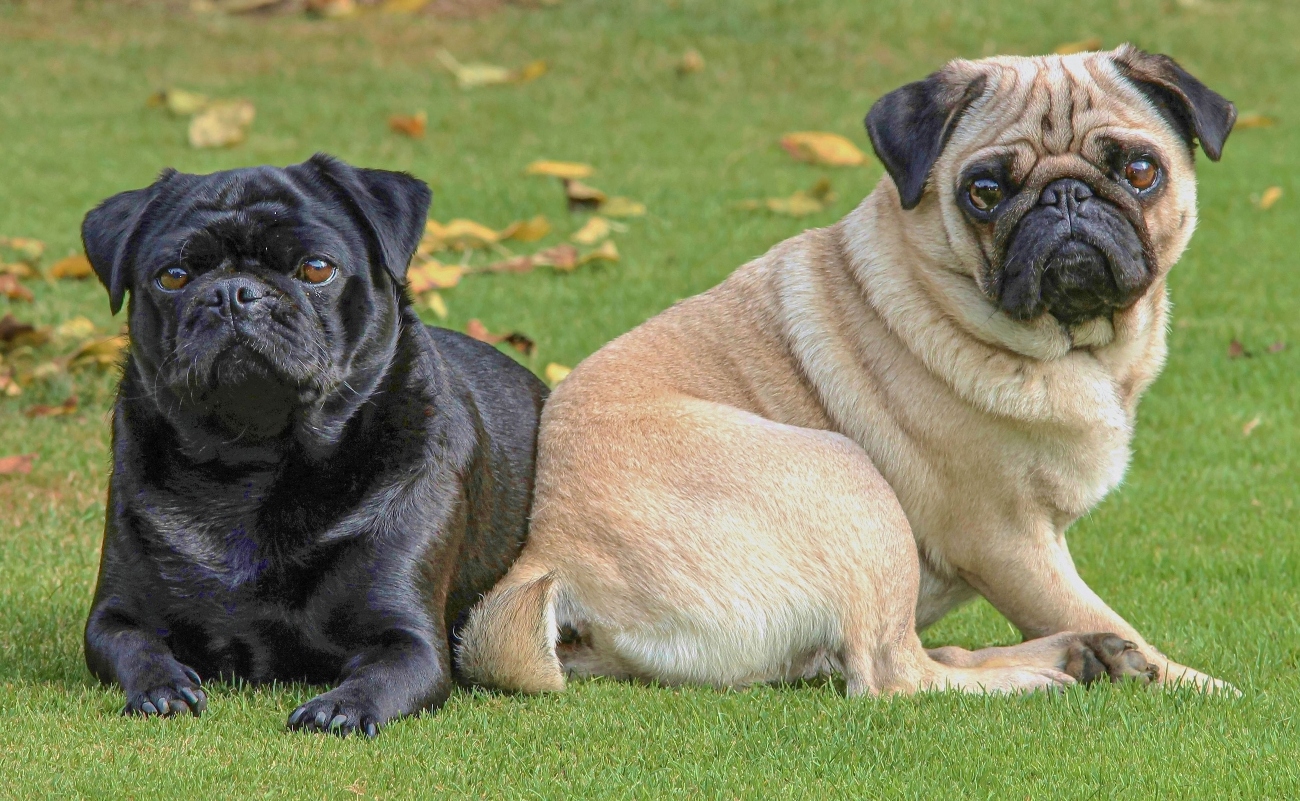 2 pugs sitting next to eachother