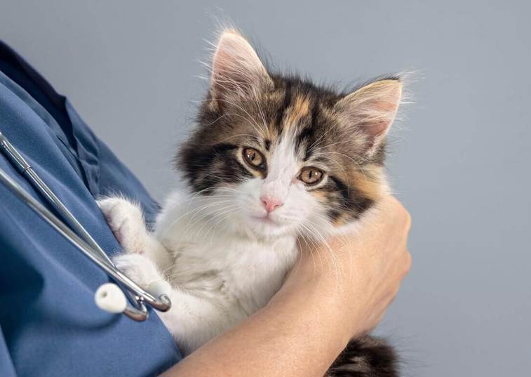 Charity identifies rare kitten of 'neither sex'