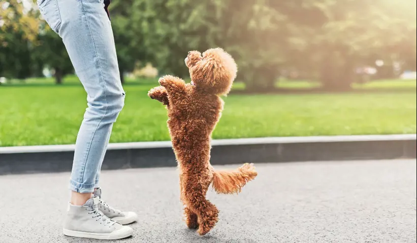 toy poodle on hind legs