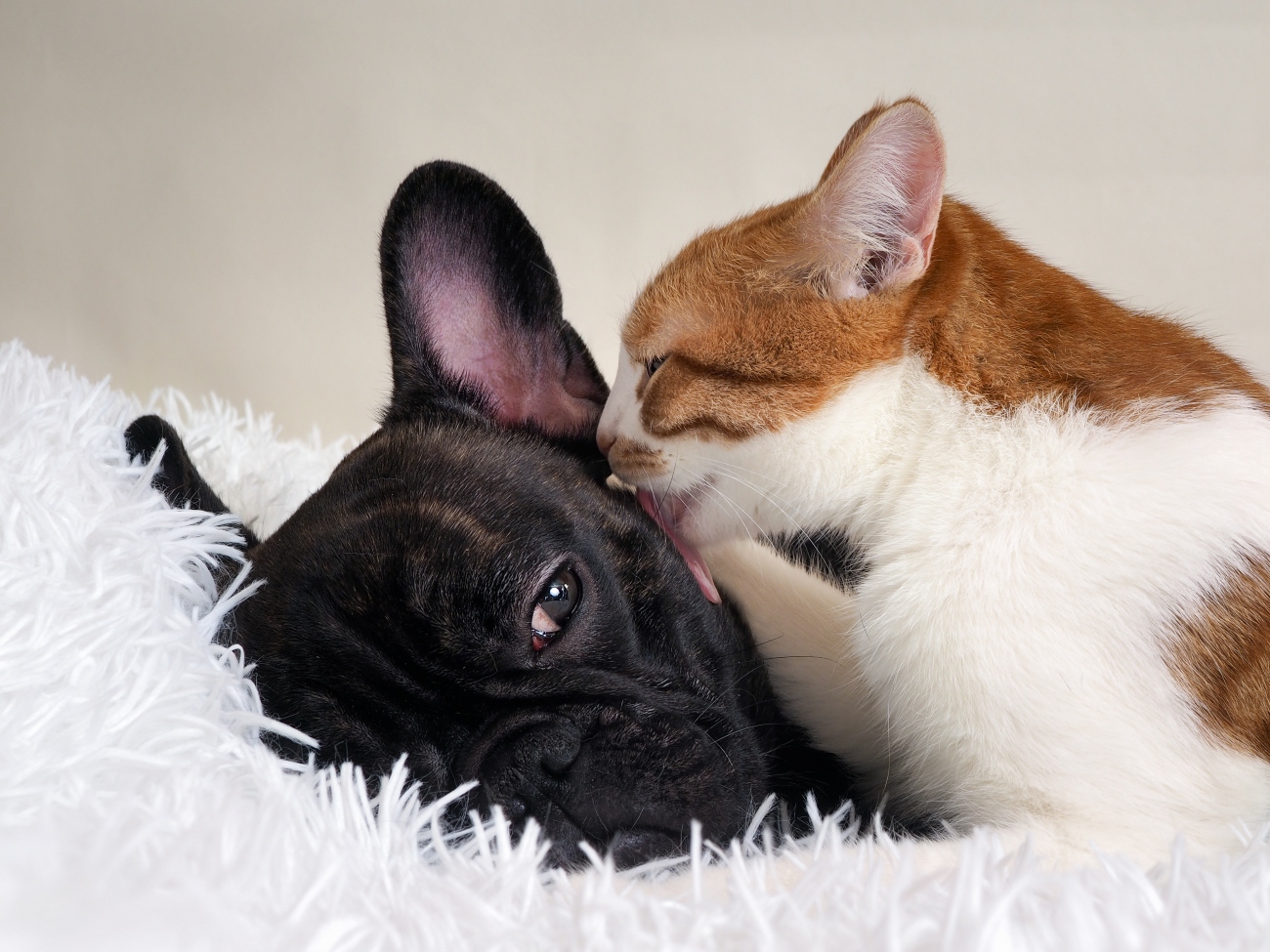 cat licking bulldog