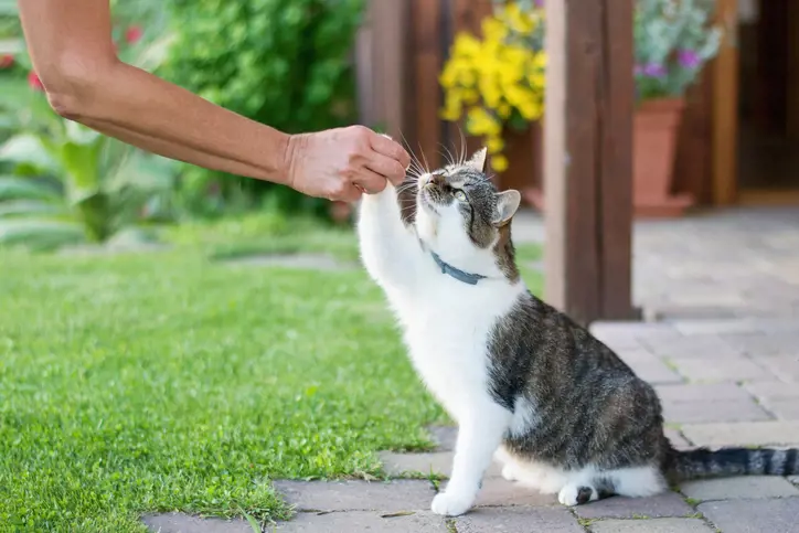 cat paw touching persons hand