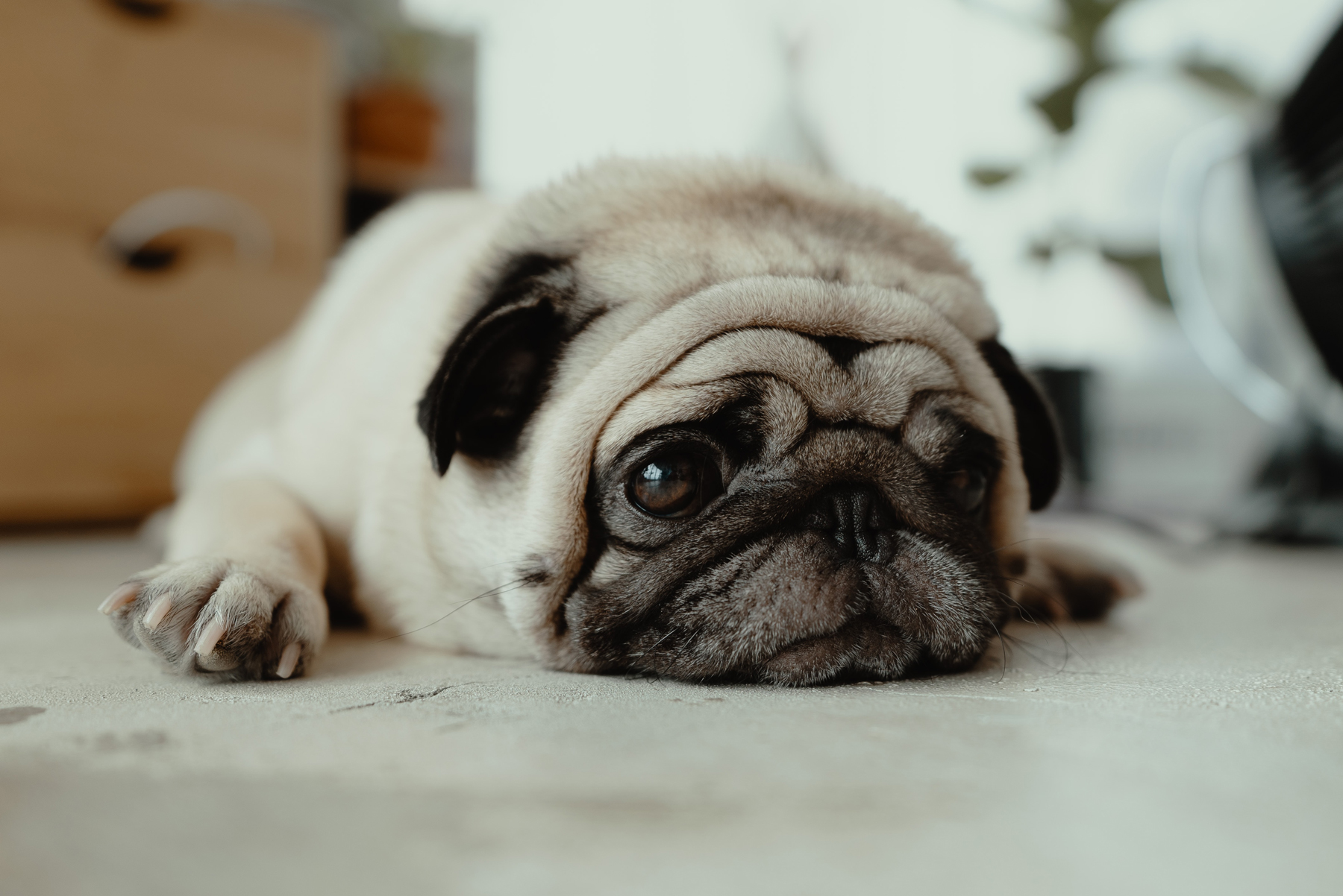 A pug scared of fireworks laying on the floor looking unhappy