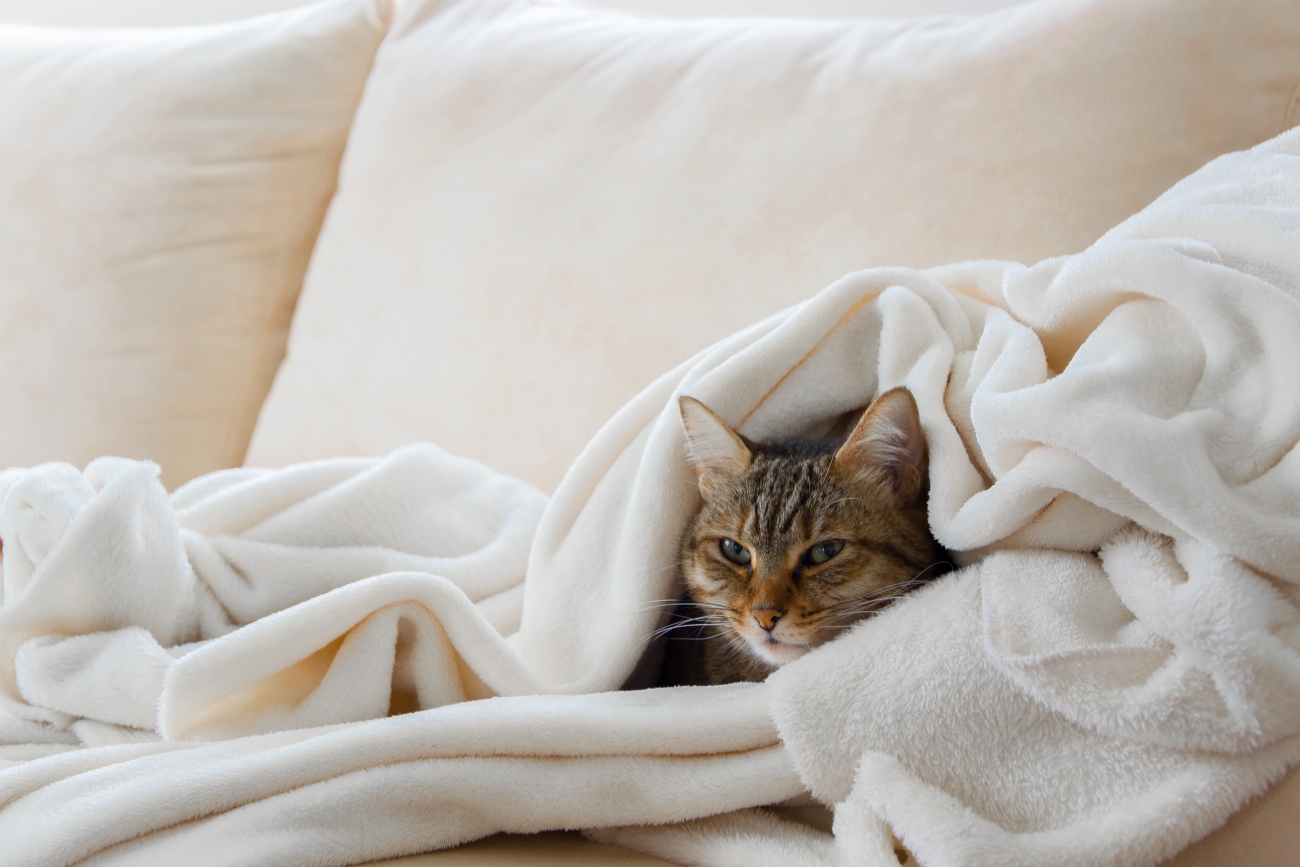 cat laying in a white blanket