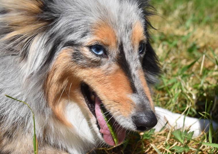 A dog laying in a garden chewing on some grass