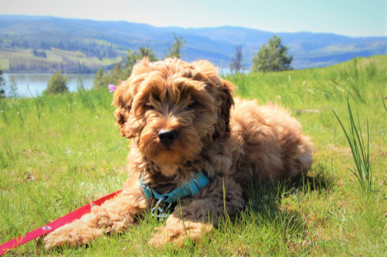 A Labradoodle laying down on some grass in the sun with a lake and rolling green hills in the distance