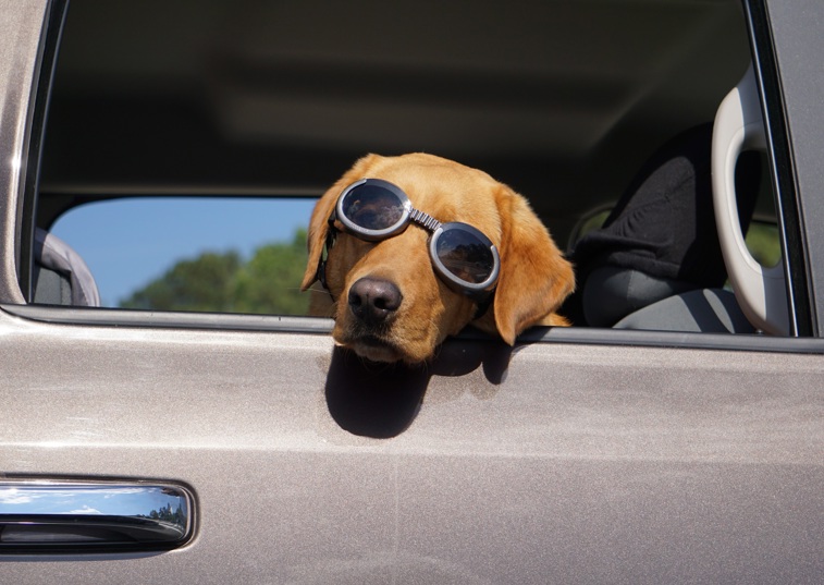 Dog in glasses