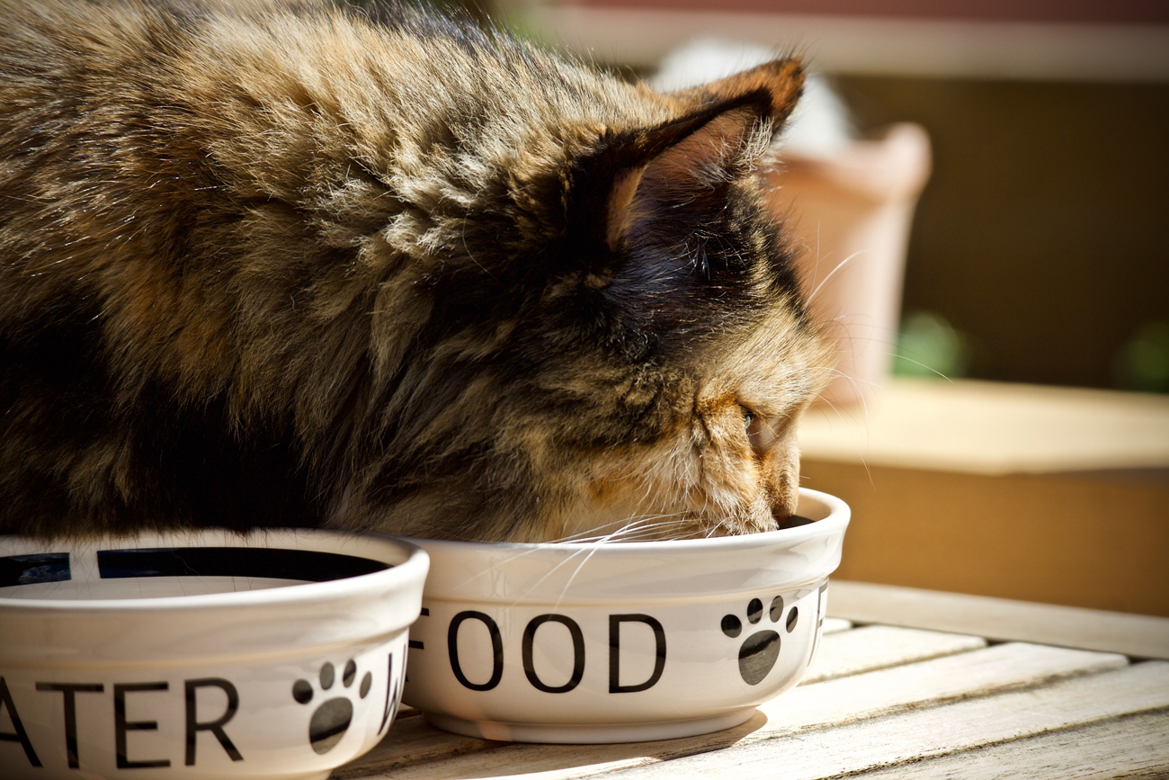 A cat eating from a food bowl