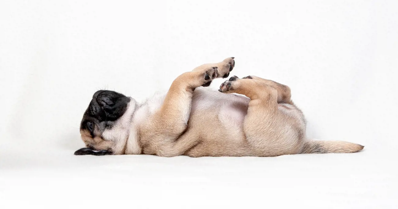 Pug sleeping laying on back